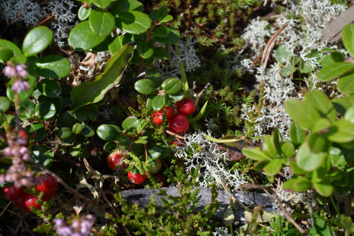 Latschenoelbrennerei 27.08.2019